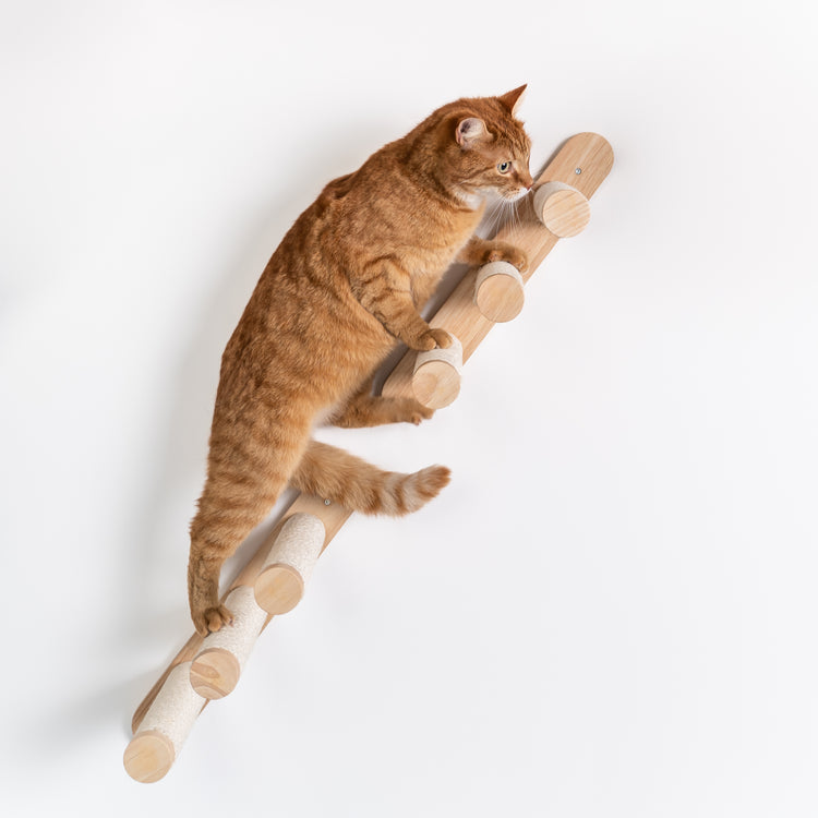 Mur d’escalade pour chat - Ensemble d’échelles (beige)