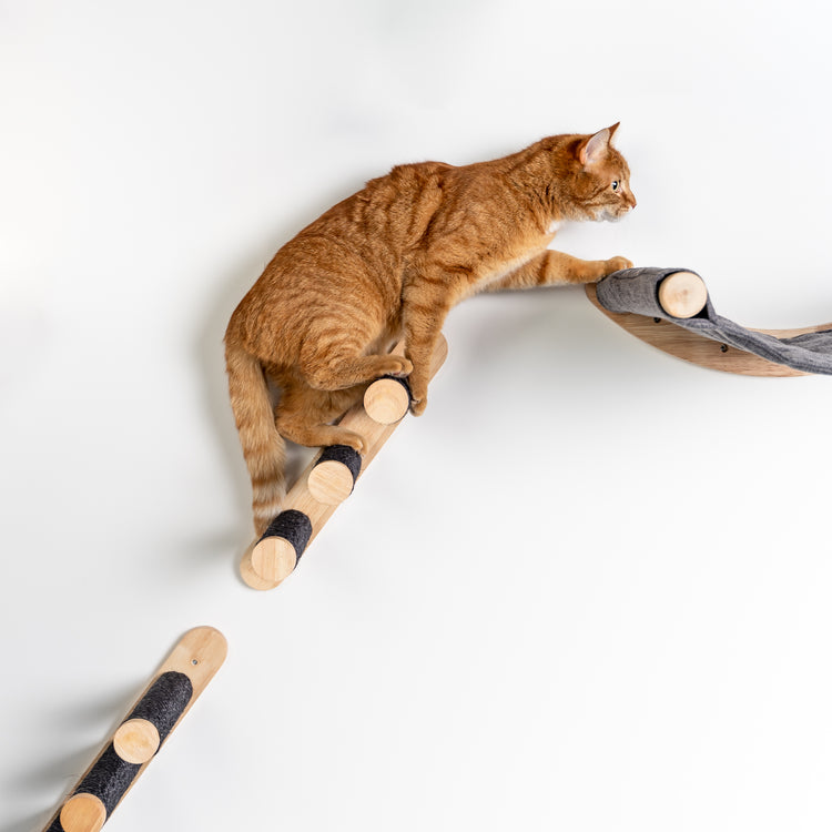 Mur d’escalade pour chat - Ensemble d’échelles (Blackline)
